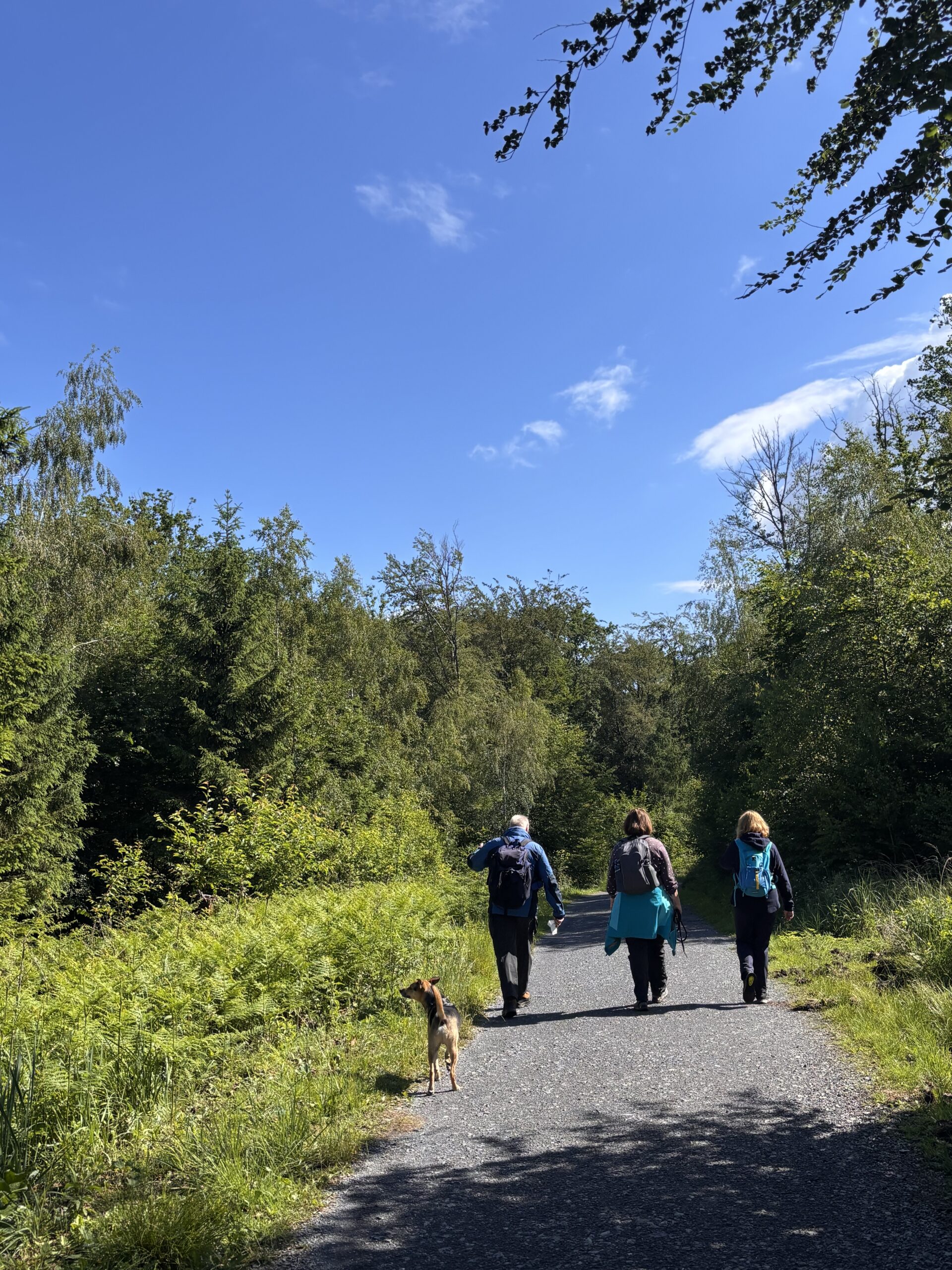 Fastengruppe wandert auf einem Waldweg